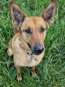 Laika