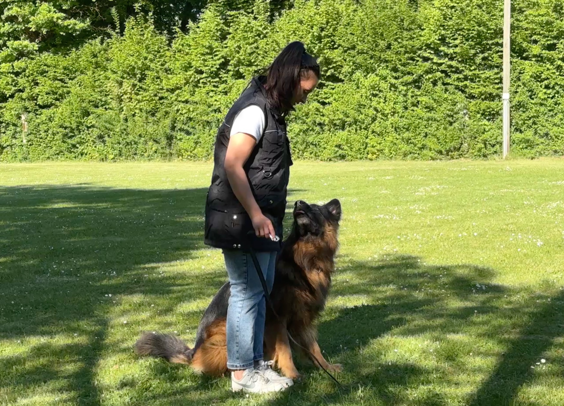 Sporthunde